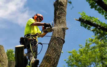 tree removal DeRidder LA